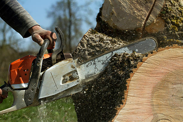 The Steps Involved in Our Tree Care Process in Cookson, OK